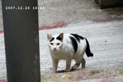 香港西環の猫
